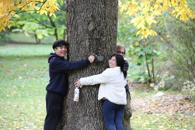 Arnold Arboretum